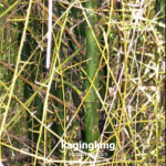 kagingking